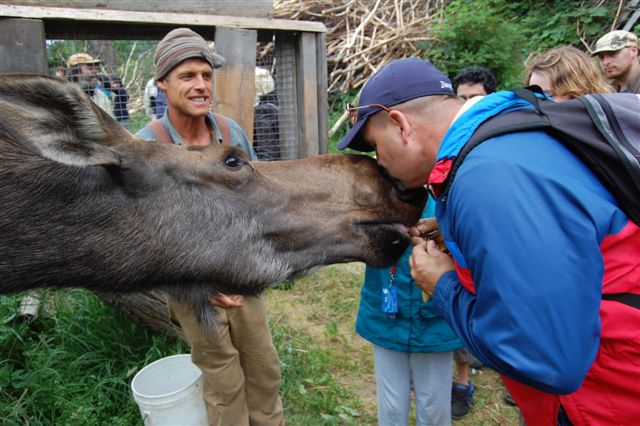 Moose